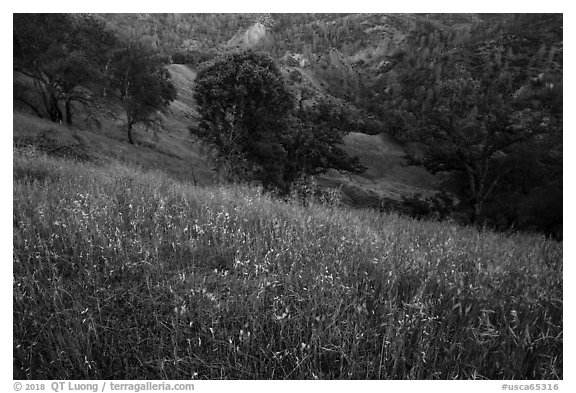 Wildflowers, oak trees, and valley in the spring, Cache Creek Wilderness. Berryessa Snow Mountain National Monument, California, USA (black and white)
