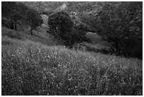 Wildflowers, oak trees, and valley in the spring, Cache Creek Wilderness. Berryessa Snow Mountain National Monument, California, USA ( black and white)
