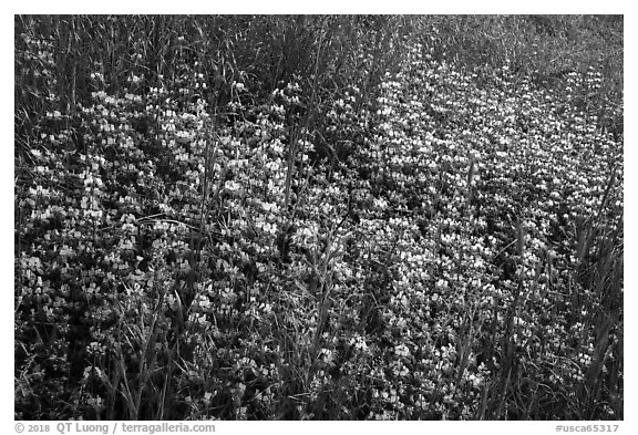 Dense lupine patch, Cache Creek Wilderness. Berryessa Snow Mountain National Monument, California, USA (black and white)