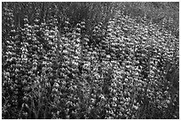 Dense lupine patch, Cache Creek Wilderness. Berryessa Snow Mountain National Monument, California, USA ( black and white)