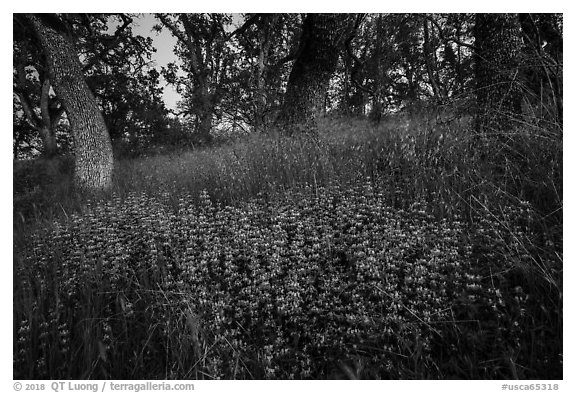 Lupine and oak trees, Cache Creek Wilderness. Berryessa Snow Mountain National Monument, California, USA (black and white)