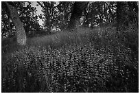 Lupine and oak trees, Cache Creek Wilderness. Berryessa Snow Mountain National Monument, California, USA ( black and white)