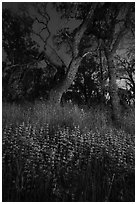 Lupine and oaks at night, Cache Creek Wilderness. Berryessa Snow Mountain National Monument, California, USA ( black and white)