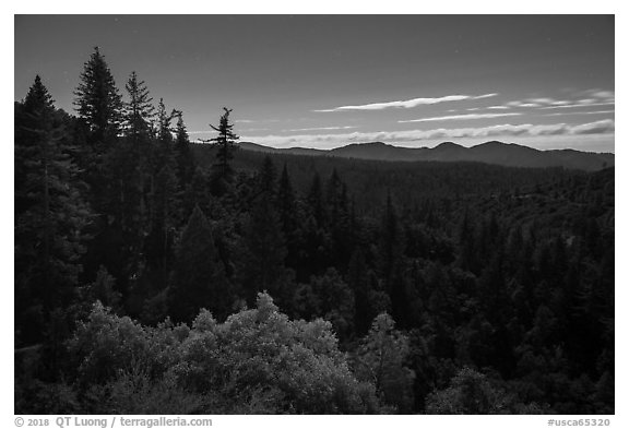 Fir forest at night. Berryessa Snow Mountain National Monument, California, USA (black and white)