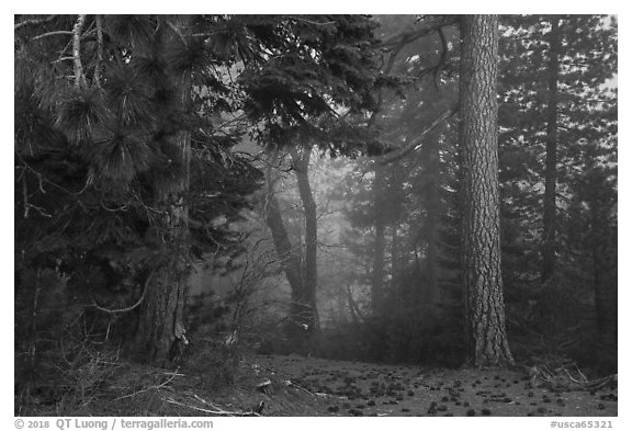 Pine trees and fog. Berryessa Snow Mountain National Monument, California, USA (black and white)