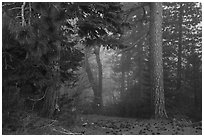 Pine trees and fog. Berryessa Snow Mountain National Monument, California, USA ( black and white)