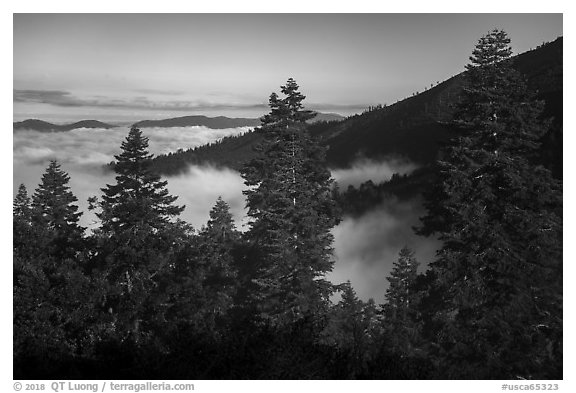 Pine trees above sea of clouds, Snow Mountain. Berryessa Snow Mountain National Monument, California, USA (black and white)