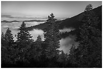 Pine trees above sea of clouds, Snow Mountain. Berryessa Snow Mountain National Monument, California, USA ( black and white)