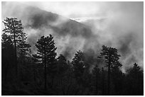 Trees, lifting clouds, and ridges, Snow Mountain. Berryessa Snow Mountain National Monument, California, USA ( black and white)