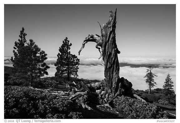 Stump and pine trees above sea of clouds, Snow Mountain. Berryessa Snow Mountain National Monument, California, USA (black and white)