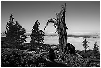 Stump and pine trees above sea of clouds, Snow Mountain. Berryessa Snow Mountain National Monument, California, USA ( black and white)