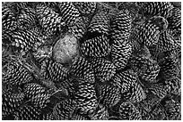 Close-up of pine cones, Snow Mountain Wilderness. Berryessa Snow Mountain National Monument, California, USA ( black and white)
