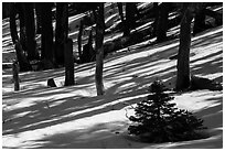 Shadows in snowy forest, Snow Mountain Wilderness. Berryessa Snow Mountain National Monument, California, USA ( black and white)
