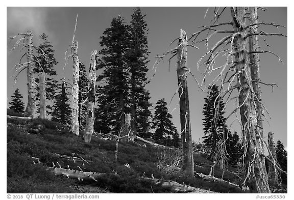 Silvery grove of recently fire-killed firs, Snow Mountain Wilderness. Berryessa Snow Mountain National Monument, California, USA (black and white)