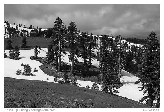 Conifer trees and snow near Snow Mountain summit. Berryessa Snow Mountain National Monument, California, USA (black and white)