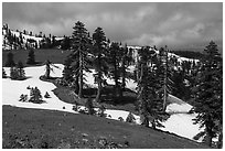 Conifer trees and snow near Snow Mountain summit. Berryessa Snow Mountain National Monument, California, USA ( black and white)