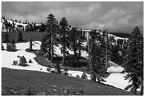 Conifer trees and snow near Snow Mountain summit. Berryessa Snow Mountain National Monument, California, USA ( black and white)