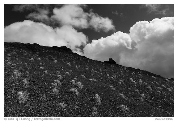 Tuft of grasses on barrens below East Summit, Snow Mountain. Berryessa Snow Mountain National Monument, California, USA (black and white)