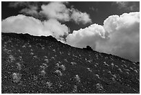 Tuft of grasses on barrens below East Summit, Snow Mountain. Berryessa Snow Mountain National Monument, California, USA ( black and white)