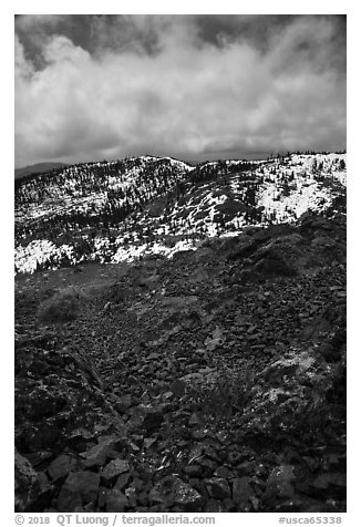 Alpine flowers on Snow Mountain summit. Berryessa Snow Mountain National Monument, California, USA (black and white)