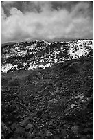 Alpine flowers on Snow Mountain summit. Berryessa Snow Mountain National Monument, California, USA ( black and white)