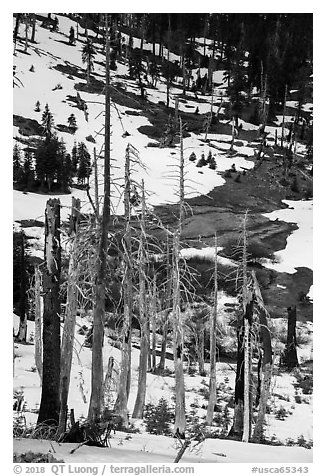 Tree skeletons and snow, Snow Mountain. Berryessa Snow Mountain National Monument, California, USA (black and white)