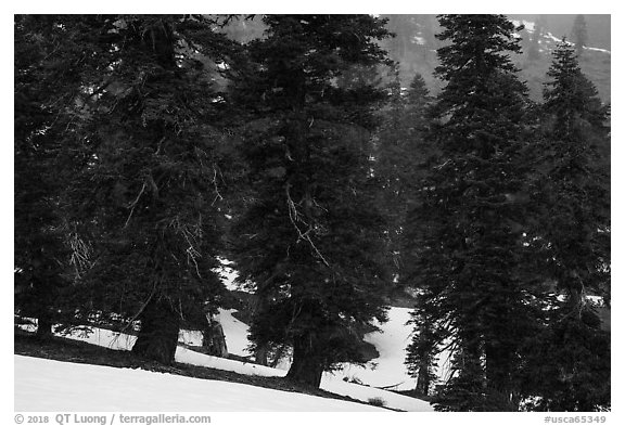 Snow falling in fir forest near Snow Mountain summit. Berryessa Snow Mountain National Monument, California, USA (black and white)