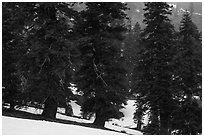 Snow falling in fir forest near Snow Mountain summit. Berryessa Snow Mountain National Monument, California, USA ( black and white)