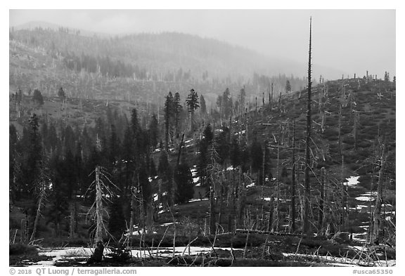 Burned forest in fog, Snow Mountain summit. Berryessa Snow Mountain National Monument, California, USA (black and white)