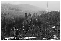 Burned forest in fog, Snow Mountain summit. Berryessa Snow Mountain National Monument, California, USA ( black and white)
