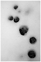 Plants emerging from snow, Snow Mountain Wilderness. Berryessa Snow Mountain National Monument, California, USA ( black and white)