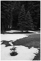 Fir sappling surrouned by snow patch, Snow Mountain Wilderness. Berryessa Snow Mountain National Monument, California, USA ( black and white)