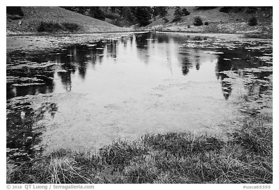 Pond with aquatic plants, Snow Mountain Wilderness. Berryessa Snow Mountain National Monument, California, USA (black and white)