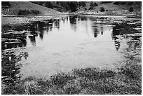 Pond with aquatic plants, Snow Mountain Wilderness. Berryessa Snow Mountain National Monument, California, USA ( black and white)