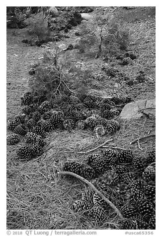 Forest floor with pine needles and cones, Snow Mountain. Berryessa Snow Mountain National Monument, California, USA (black and white)