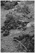 Forest floor with pine needles and cones, Snow Mountain. Berryessa Snow Mountain National Monument, California, USA ( black and white)