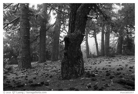 Pine forest in fog with fallen cones, Snow Mountain Wilderness. Berryessa Snow Mountain National Monument, California, USA (black and white)