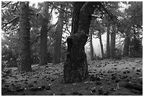 Pine forest in fog with fallen cones, Snow Mountain Wilderness. Berryessa Snow Mountain National Monument, California, USA ( black and white)