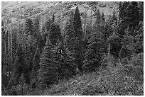 Firs and shrubs with autumn colors remnants, Snow Mountain. Berryessa Snow Mountain National Monument, California, USA ( black and white)