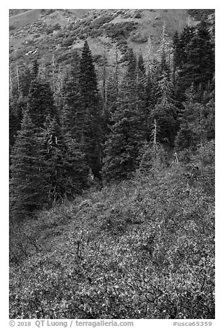 Greens of firs contrast with shurbs on slope, Snow Mountain. Berryessa Snow Mountain National Monument, California, USA (black and white)