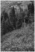 Greens of firs contrast with shurbs on slope, Snow Mountain. Berryessa Snow Mountain National Monument, California, USA ( black and white)