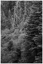 Firs and shrubs, Snow Mountain Wilderness. Berryessa Snow Mountain National Monument, California, USA ( black and white)