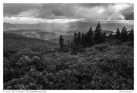 Manzanita hedges with distant rays piercing clouds, Snow Mountain. Berryessa Snow Mountain National Monument, California, USA (black and white)
