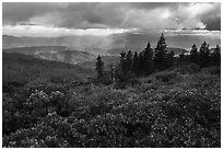 Manzanita hedges with distant rays piercing clouds, Snow Mountain. Berryessa Snow Mountain National Monument, California, USA ( black and white)