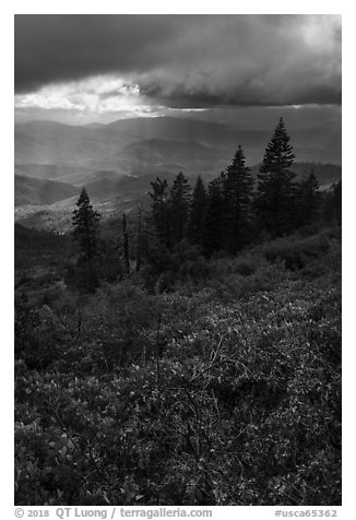 Manzanita hedges with distant rain showers, Snow Mountain. Berryessa Snow Mountain National Monument, California, USA (black and white)