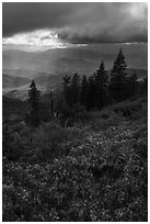 Manzanita hedges with distant rain showers, Snow Mountain. Berryessa Snow Mountain National Monument, California, USA ( black and white)