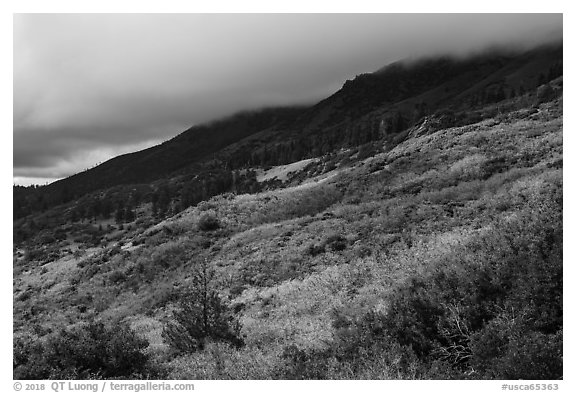 Manzanita hedges with low clouds enveloping summits, Snow Mountain. Berryessa Snow Mountain National Monument, California, USA (black and white)