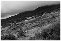 Manzanita hedges with low clouds enveloping summits, Snow Mountain. Berryessa Snow Mountain National Monument, California, USA ( black and white)