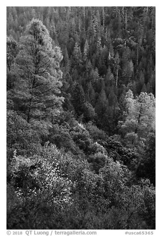 Lush mixed forest in valley near Bear Creek. Berryessa Snow Mountain National Monument, California, USA (black and white)