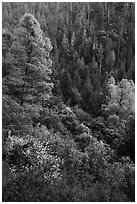 Lush mixed forest in valley near Bear Creek. Berryessa Snow Mountain National Monument, California, USA ( black and white)